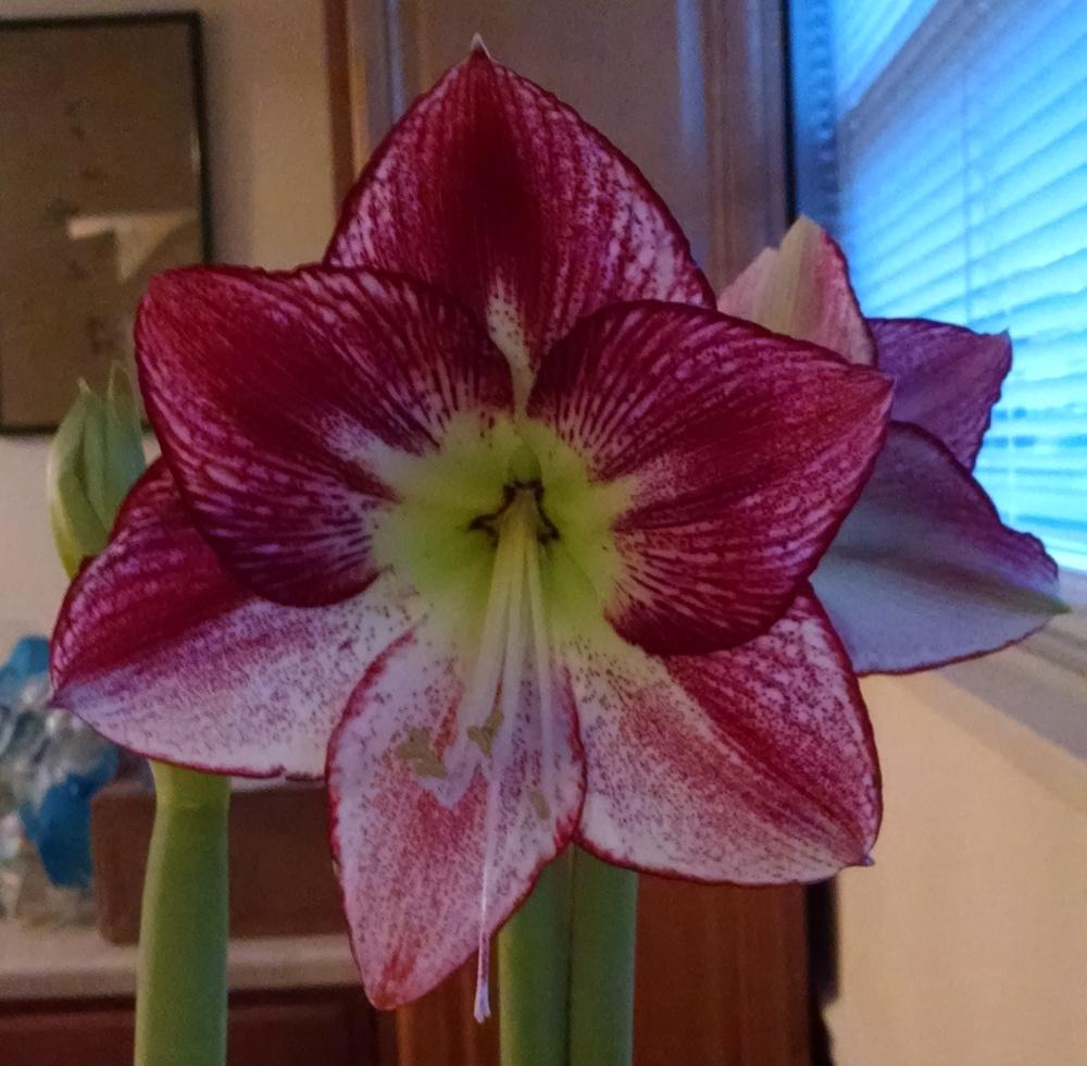 Photo of Amaryllis (Hippeastrum 'Flamenco Queen') uploaded by Catmint20906