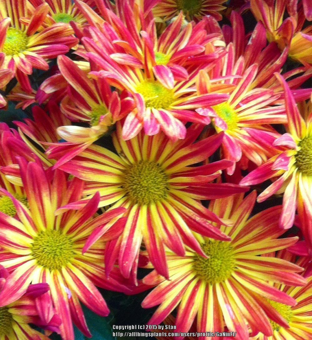 Photo of Chrysanthemum uploaded by GaNinFl