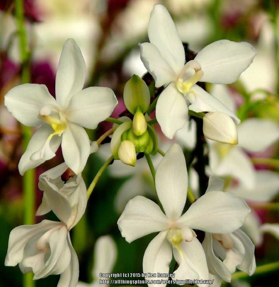 Photo of Philippine Ground Orchid (Spathoglottis plicata) uploaded by drdawg