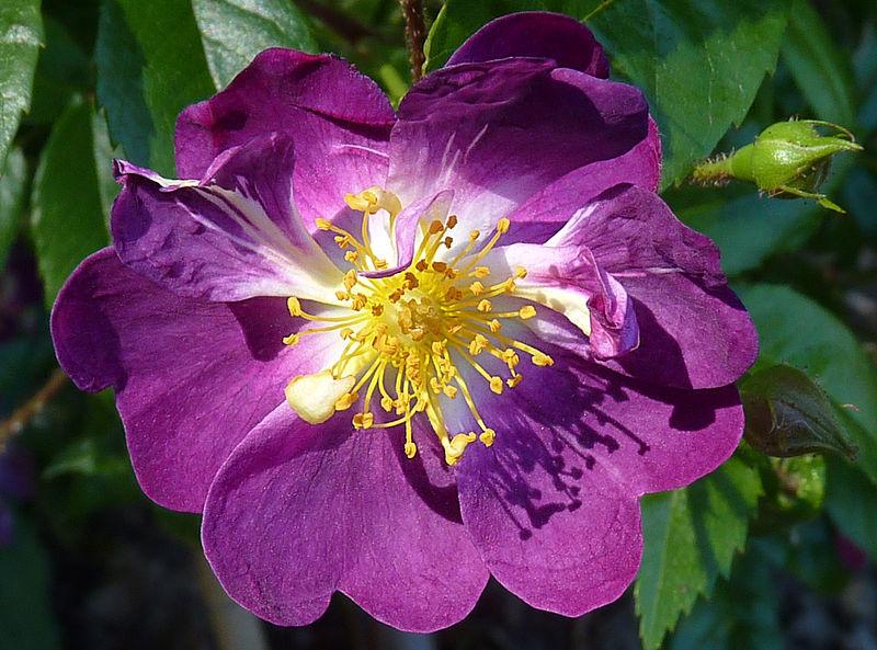 Photo of Rambling Rose (Rosa 'Veilchenblau') uploaded by robertduval14