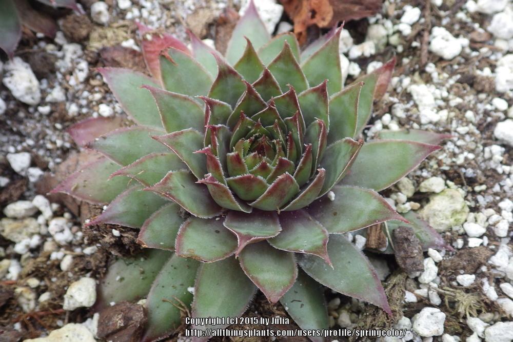 Photo of Hen and Chicks (Sempervivum 'Butterbur') uploaded by springcolor