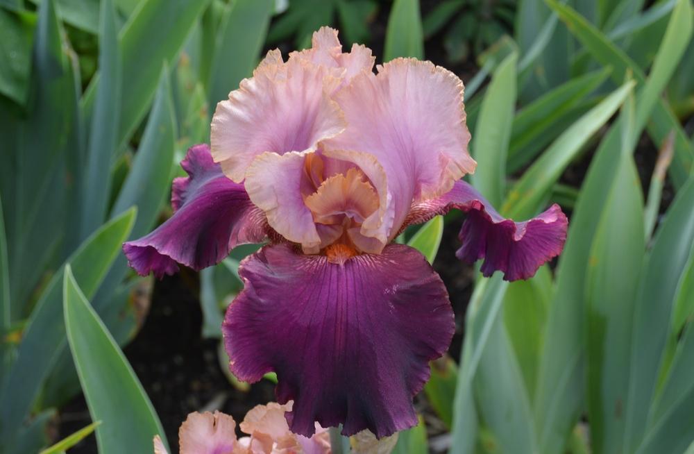Photo of Tall Bearded Iris (Iris 'Oh Jamaica') uploaded by KentPfeiffer