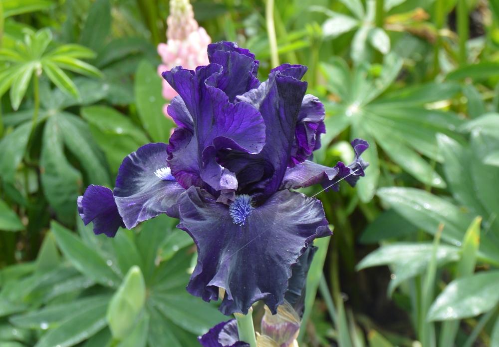 Photo of Tall Bearded Iris (Iris 'Obsidian') uploaded by KentPfeiffer