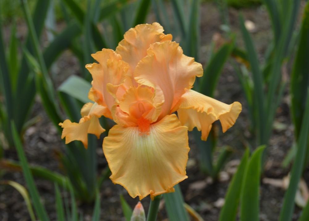 Photo of Tall Bearded Iris (Iris 'Oh So Yummy') uploaded by KentPfeiffer