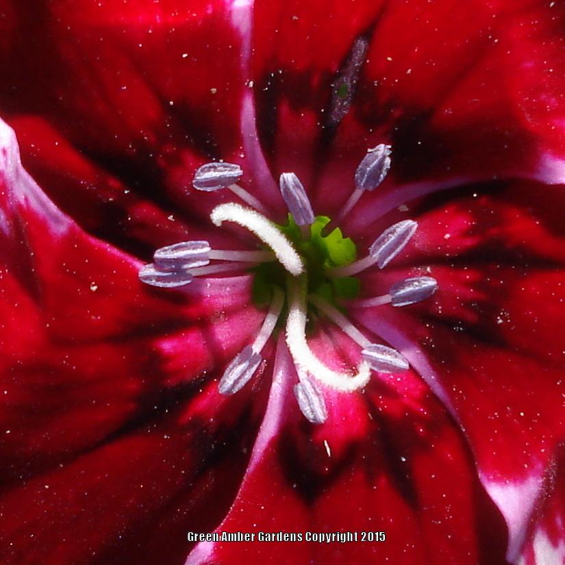 Photo of Dianthus uploaded by lovemyhouse