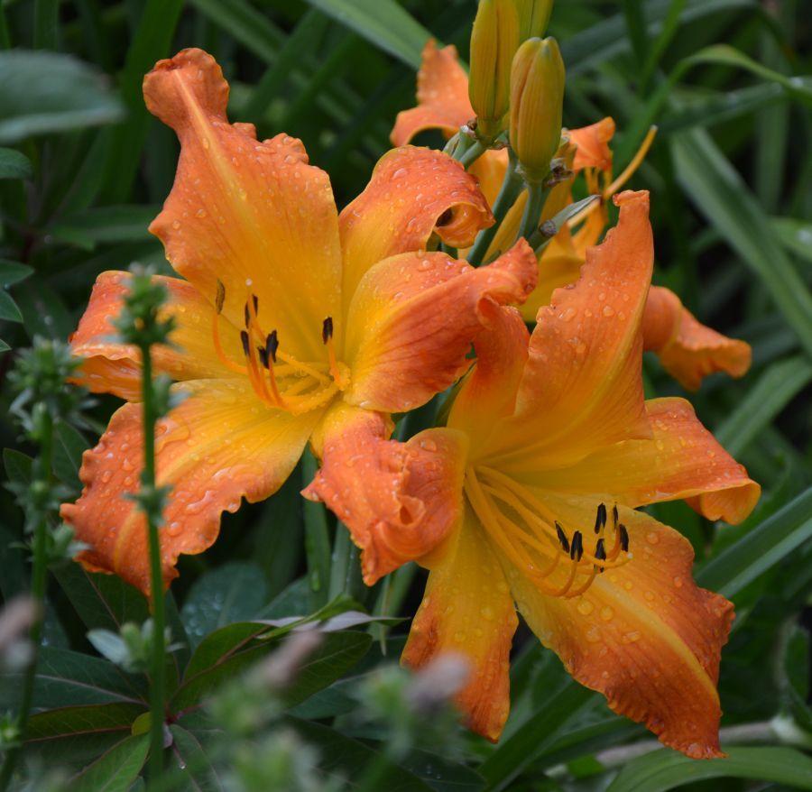 Photo of Daylily (Hemerocallis 'Highland Pinched Fingers') uploaded by queerbeet