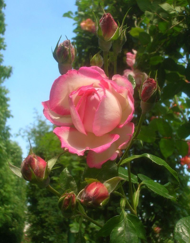 Photo of Rose (Rosa 'Harlekin') uploaded by robertduval14