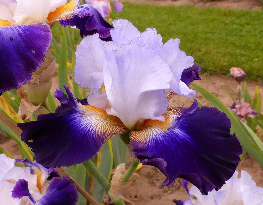 Photo of Tall Bearded Iris (Iris 'Bob's Pride') uploaded by Misawa77