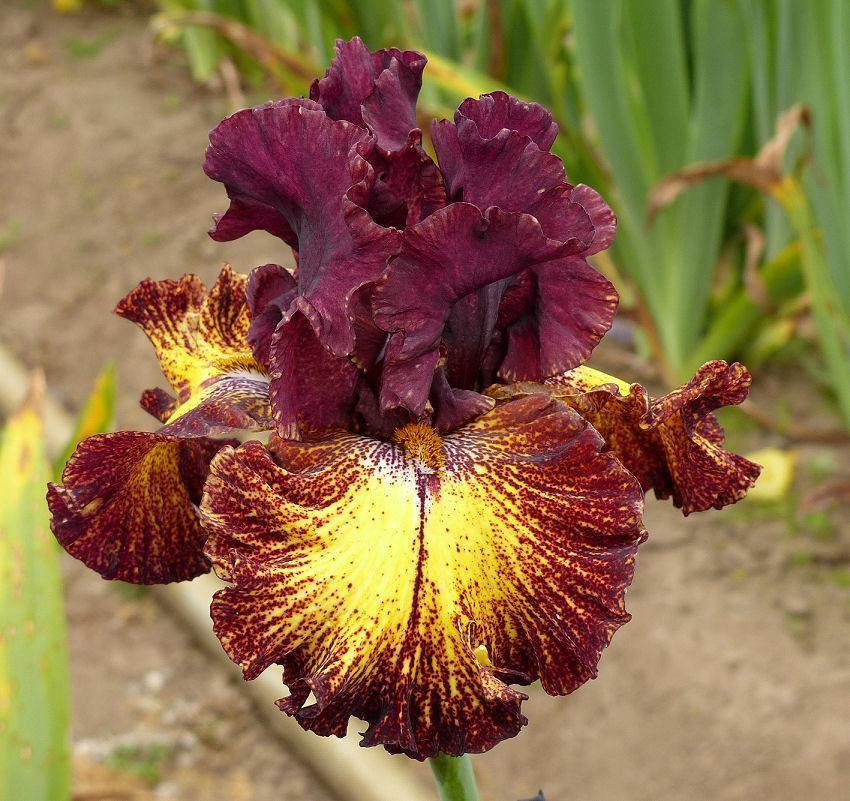 Photo of Tall Bearded Iris (Iris 'Fire Danger') uploaded by Misawa77