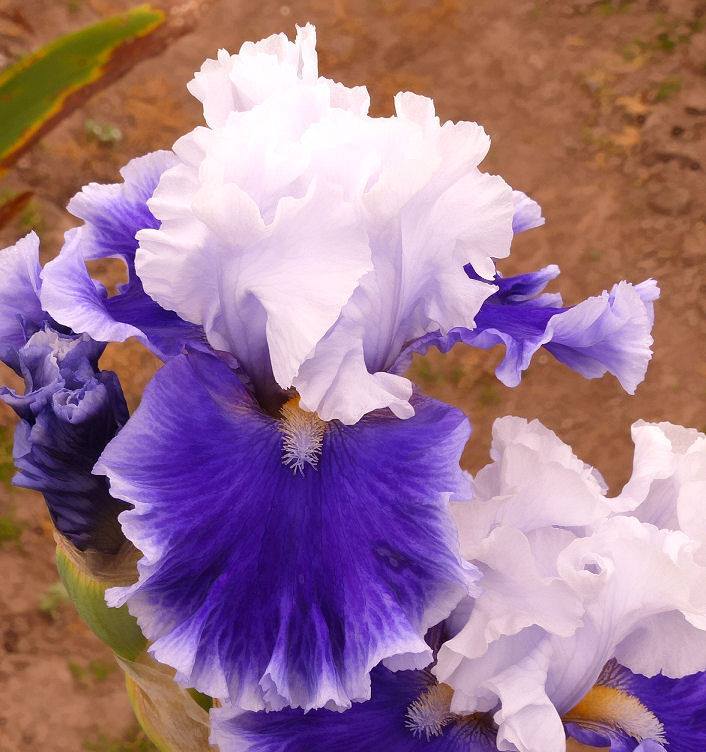 Photo of Tall Bearded Iris (Iris 'Billowing Waves') uploaded by Misawa77