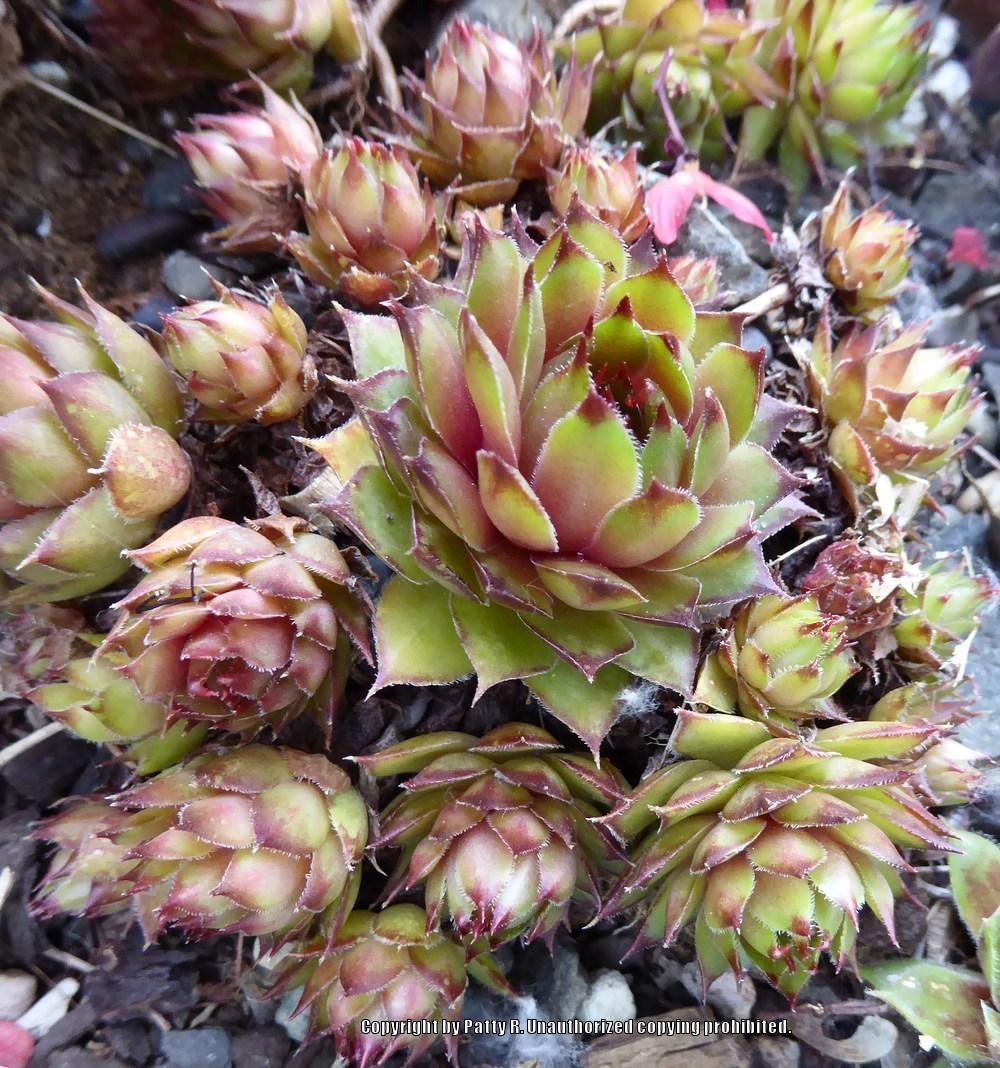 Photo of Hen and Chicks (Sempervivum x comollii) uploaded by Patty