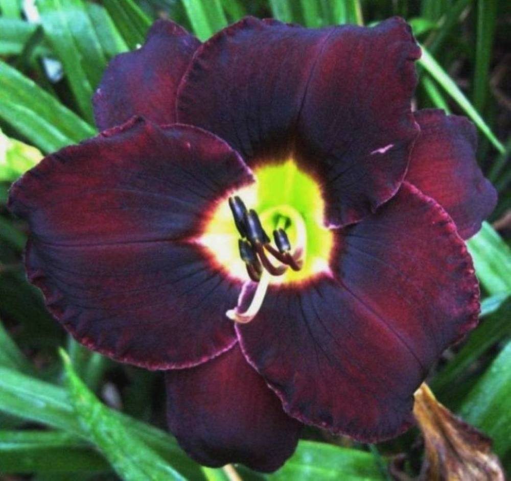 Photo of Daylily (Hemerocallis 'Black Ambrosia') uploaded by Sscape