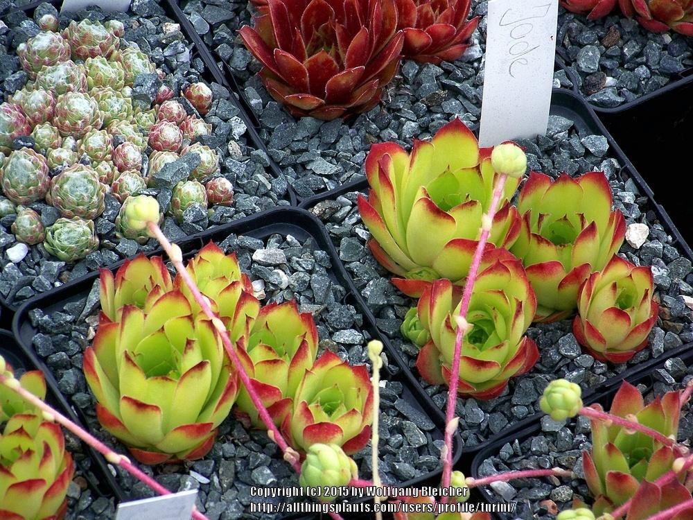 Photo of Hen and Chicks (Sempervivum 'Jade') uploaded by turini