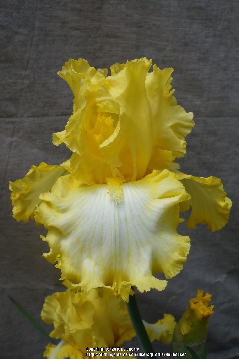 Photo of Tall Bearded Iris (Iris 'That's All Folks') uploaded by Henhouse