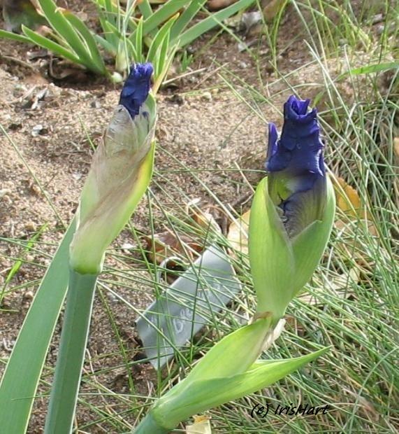 Photo of Tall Bearded Iris (Iris 'Breakers') uploaded by IrisHart