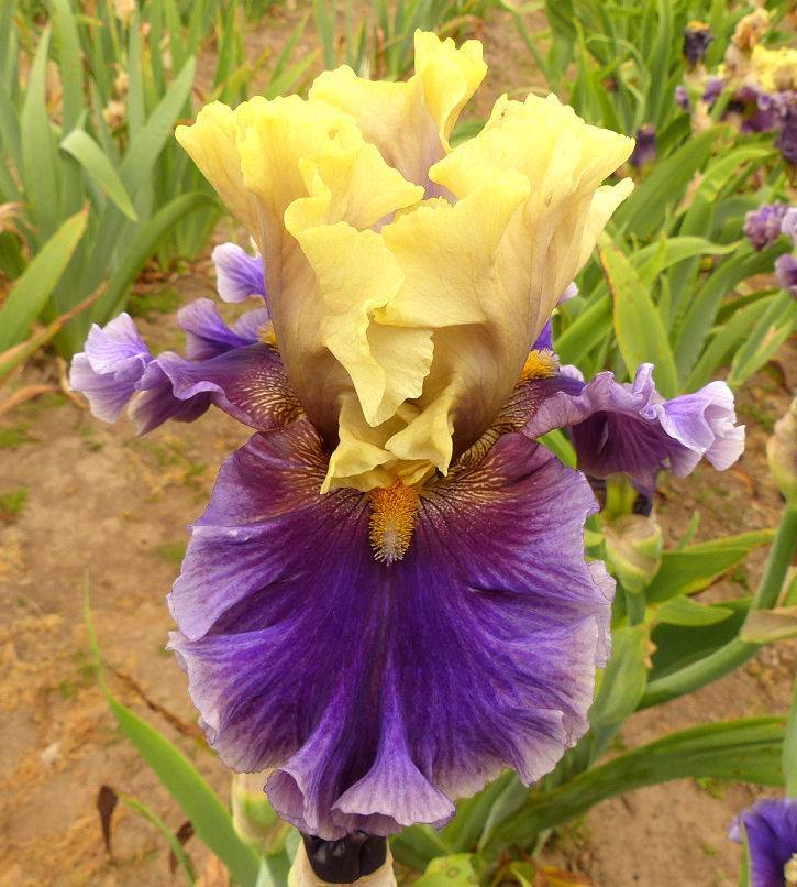 Photo of Tall Bearded Iris (Iris 'Painted Shadows') uploaded by Misawa77