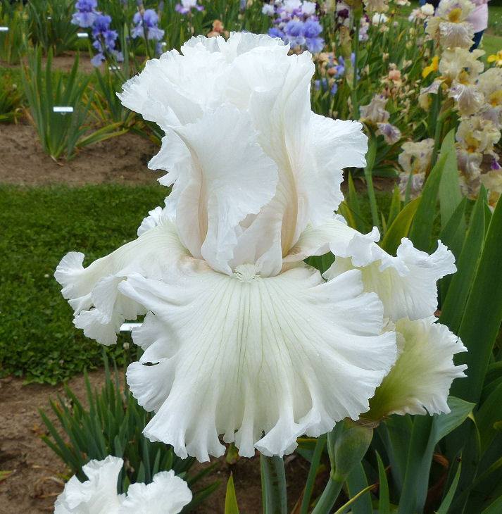 Photo of Tall Bearded Iris (Iris 'Heavenly Host') uploaded by Misawa77
