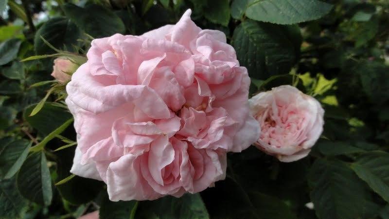Photo of Rose (Rosa 'Great Maiden's Blush') uploaded by Orsola
