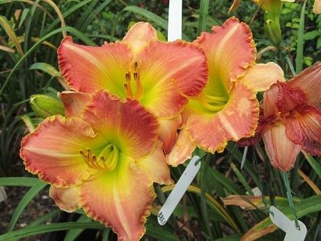 Photo of Daylily (Hemerocallis 'Better than Ever') uploaded by Sscape