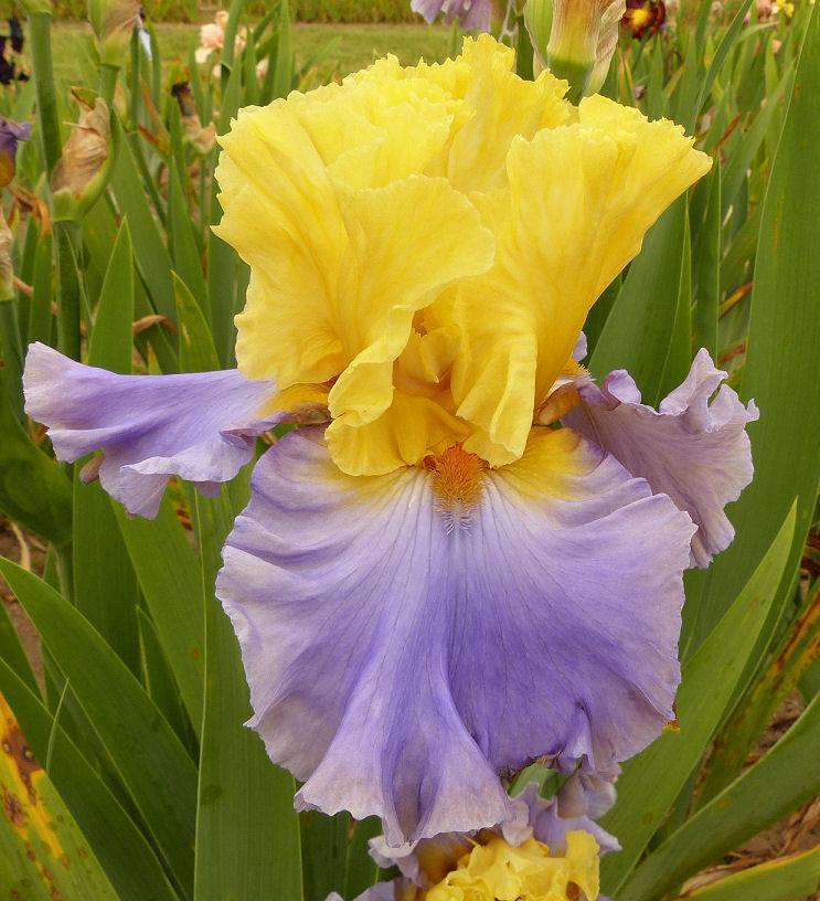 Photo of Tall Bearded Iris (Iris 'Swedish Lullaby') uploaded by Misawa77