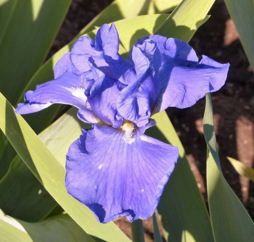 Photo of Tall Bearded Iris (Iris 'Shipshape') uploaded by Misawa77