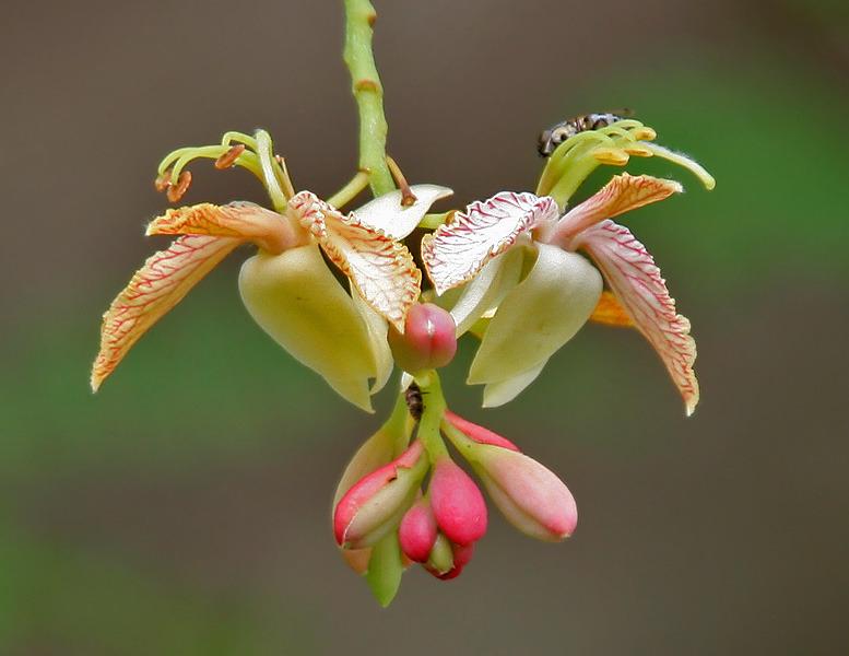 Photo of Tamarind (Tamarindus indica) uploaded by greene