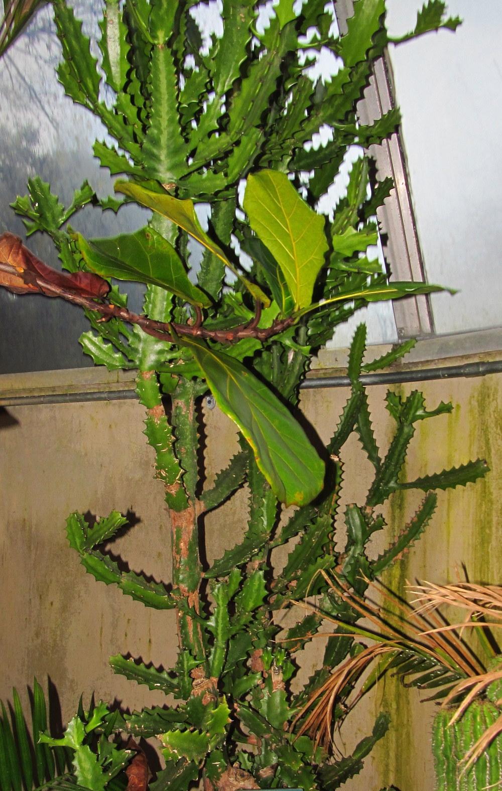 Photo of Candelabra Plant (Euphorbia lactea) uploaded by jmorth