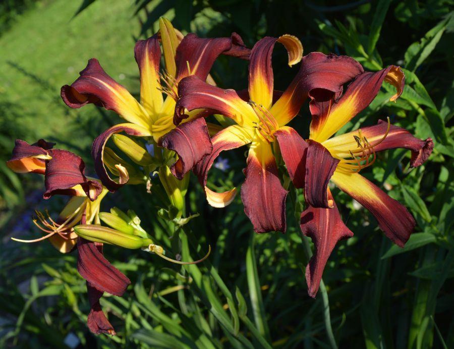 Photo of Daylily (Hemerocallis 'Velvet Ribbons') uploaded by queerbeet