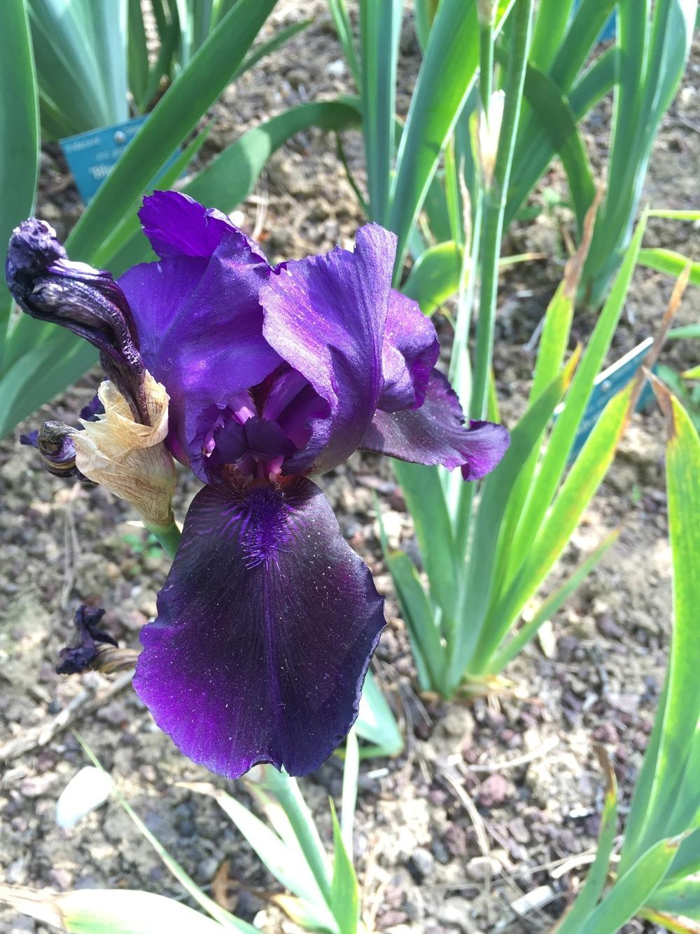 Photo of Border Bearded Iris (Iris 'Black Forest') uploaded by Abrahami