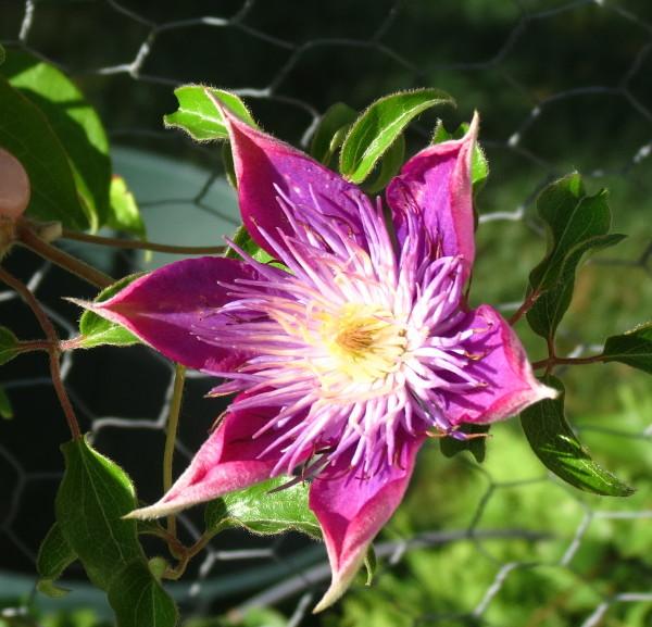 Photo of Clematis Crystal Fountain™ uploaded by Chillybean