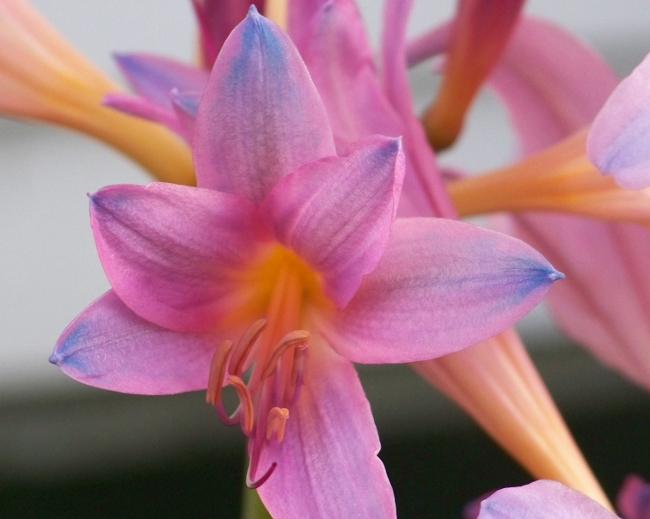 Photo of Surprise Lily (Lycoris squamigera) uploaded by Chillybean