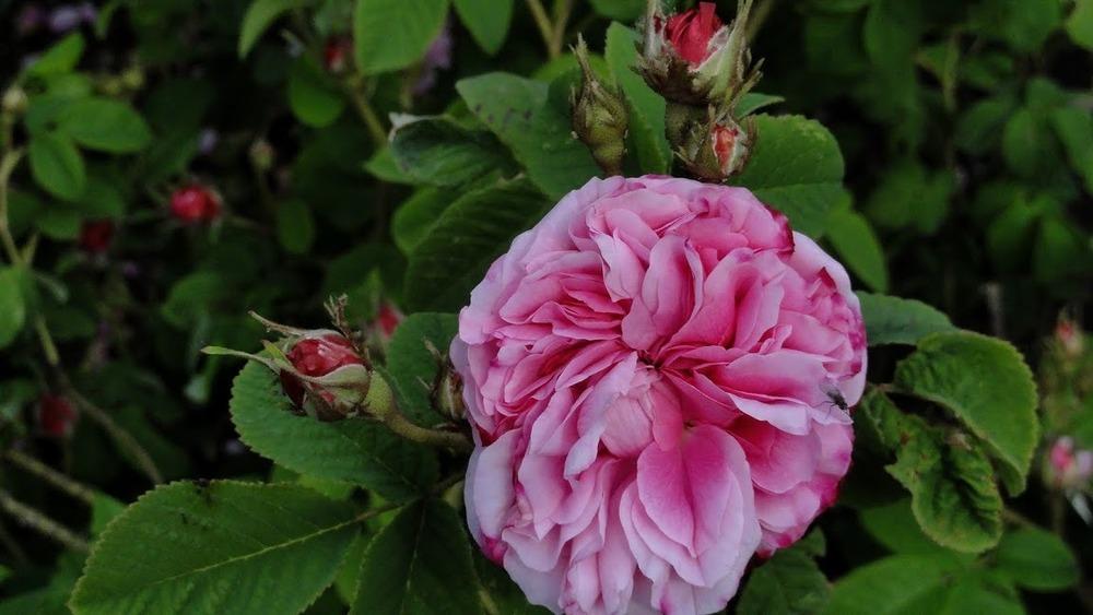 Photo of Rose (Rosa 'Pink Leda') uploaded by Orsola