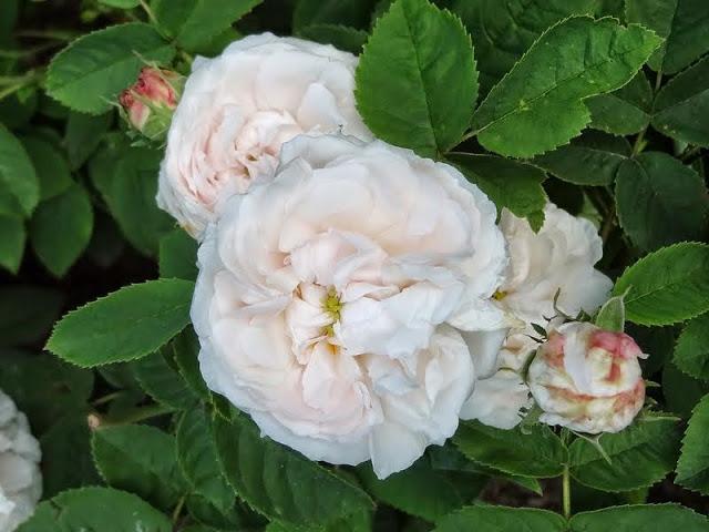 Photo of Rose (Rosa 'Blanchefleur') uploaded by Orsola