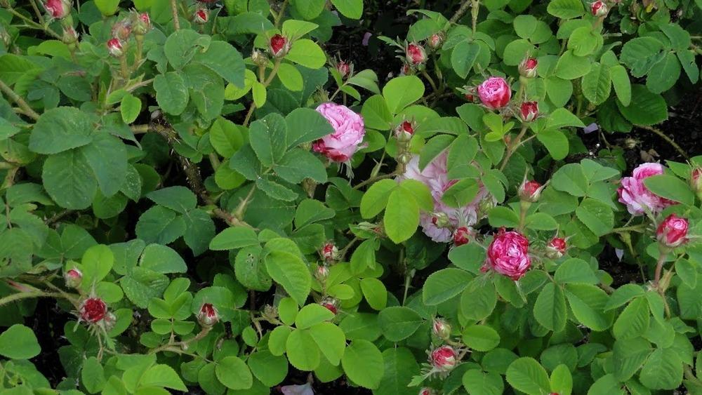 Photo of Rose (Rosa 'Pink Leda') uploaded by Orsola
