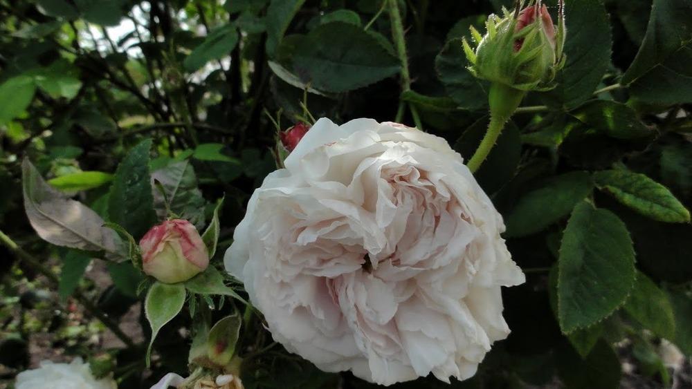 Photo of Rose (Rosa 'Blanchefleur') uploaded by Orsola