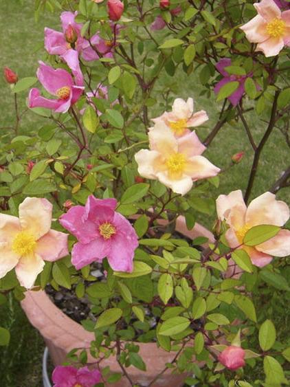 Photo of Rose (Rosa 'Mutabilis') uploaded by robertduval14