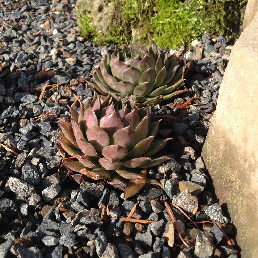 Photo of Hen and Chicks (Sempervivum 'Goldmarie') uploaded by tcstoehr