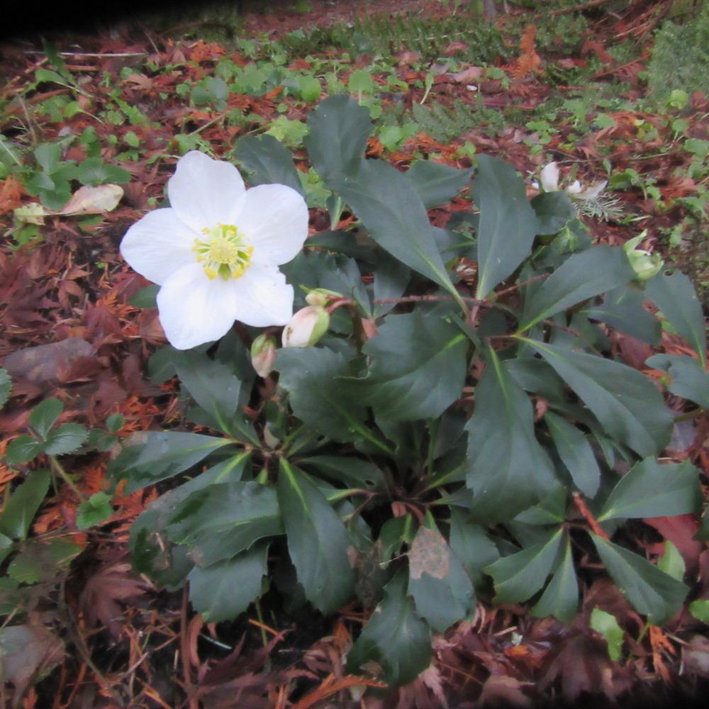 Photo of Hellebore (Helleborus niger Gold Collection® Jacob) uploaded by Bonehead