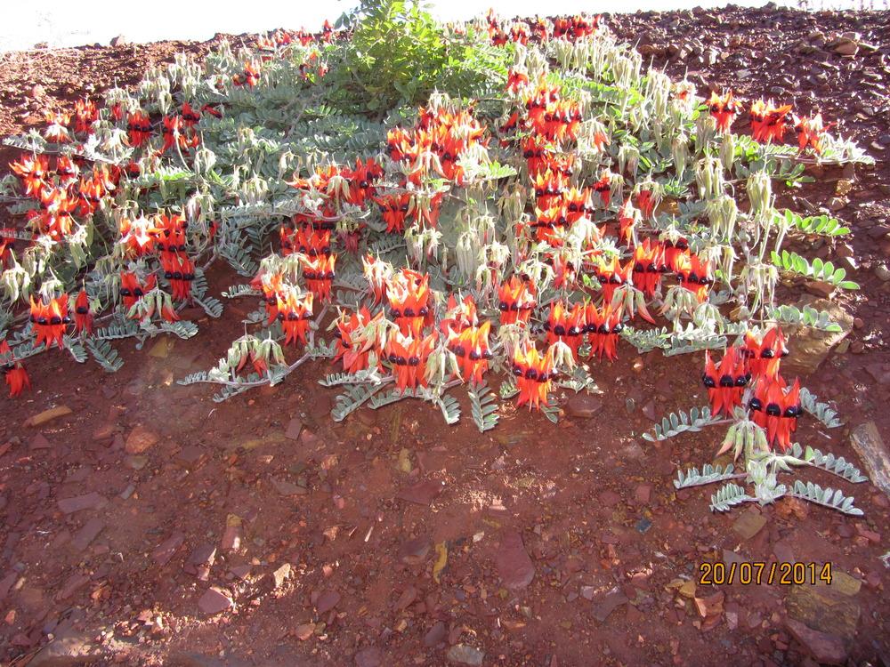 Photo of Sturt's Desert Pea (Swainsona formosa) uploaded by greysrigging