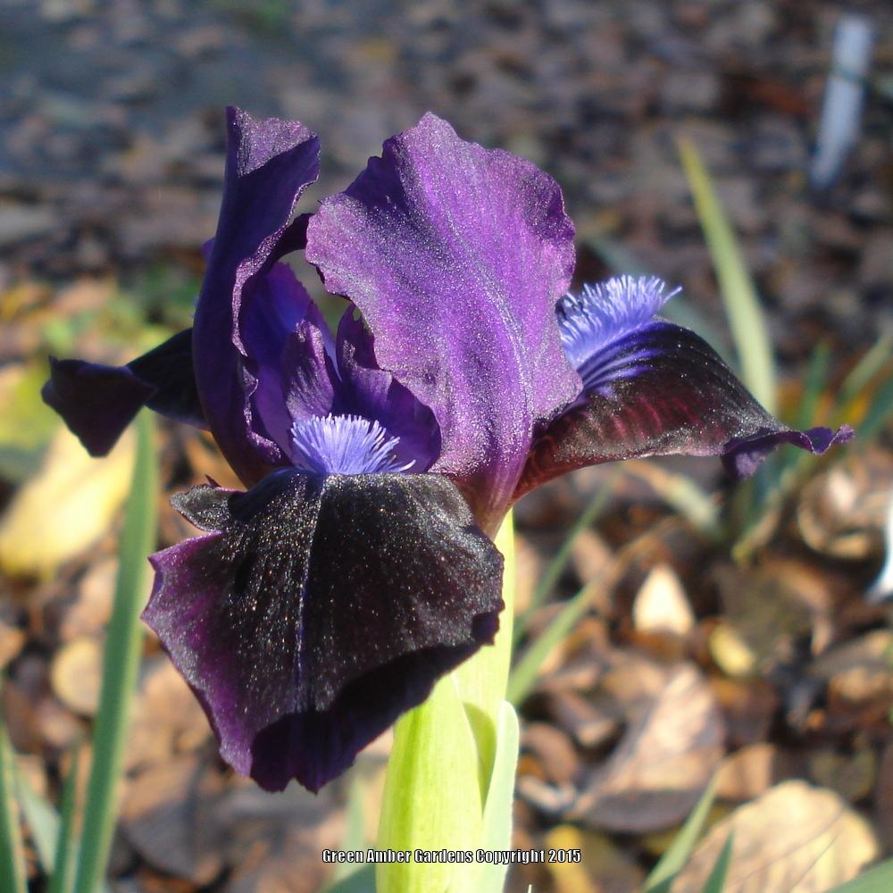 Photo of Standard Dwarf Bearded Iris (Iris 'Dark Crystal') uploaded by lovemyhouse