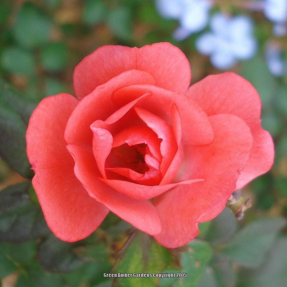 Photo of Rose (Rosa 'Coral Drift') uploaded by lovemyhouse