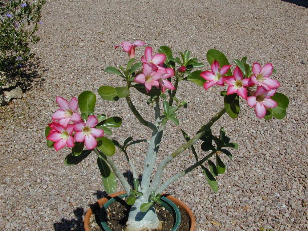 Photo of Desert Rose (Adenium obesum) uploaded by plantmanager