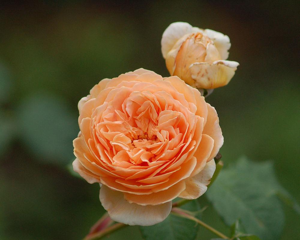 Photo of English Shrub Rose (Rosa 'Crown Princess Margareta') uploaded by robertduval14