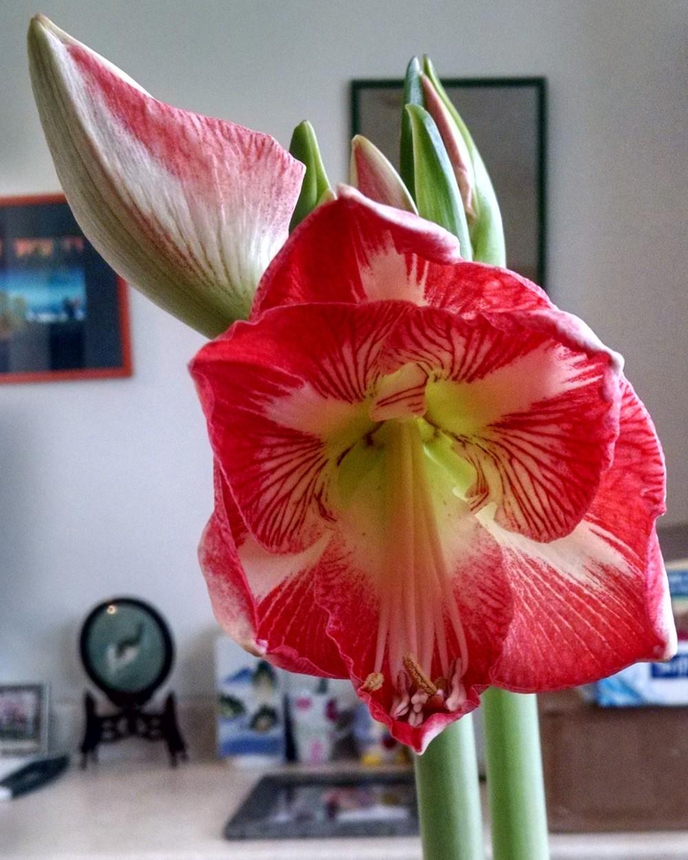 Photo of Amaryllis (Hippeastrum 'Minerva') uploaded by Catmint20906