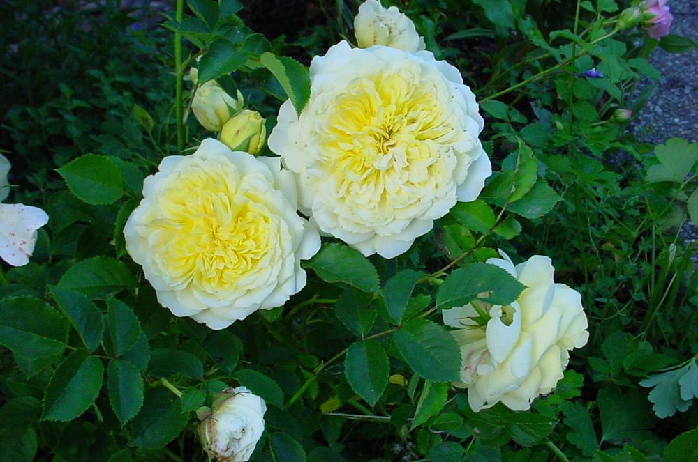 Photo of Rose (Rosa 'The Pilgrim') uploaded by robertduval14