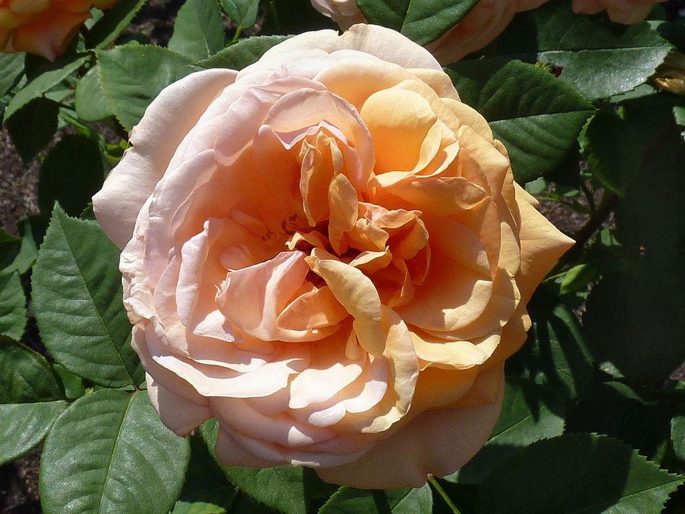 Photo of English Shrub Rose (Rosa 'Leander') uploaded by robertduval14