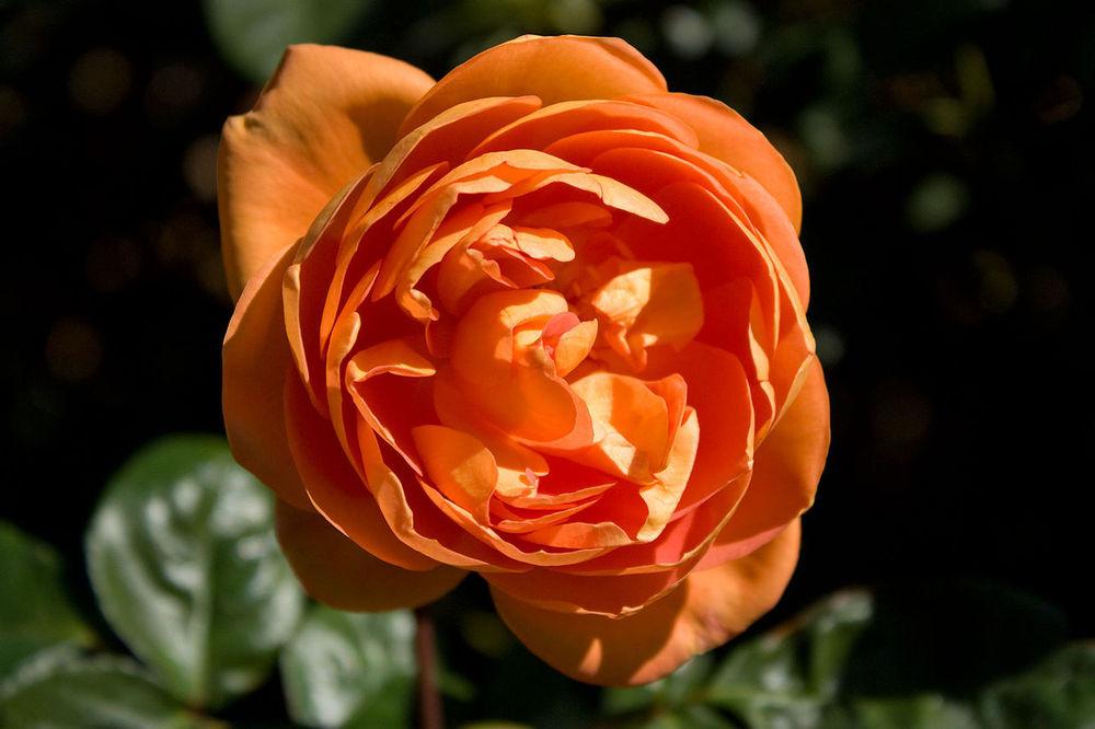 Photo of English Shrub Rose (Rosa 'Pat Austin') uploaded by robertduval14