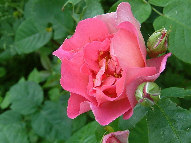 Photo of Rose (Rosa 'Lilian Austin') uploaded by robertduval14