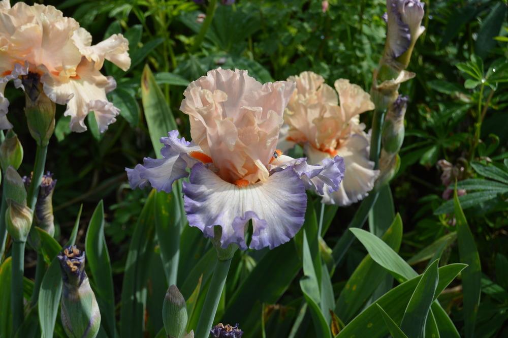 Photo of Tall Bearded Iris (Iris 'Parisian Dawn') uploaded by KentPfeiffer