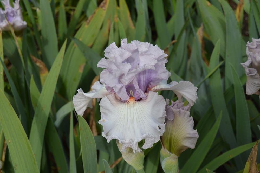 Photo of Tall Bearded Iris (Iris 'Paris Fashion') uploaded by KentPfeiffer
